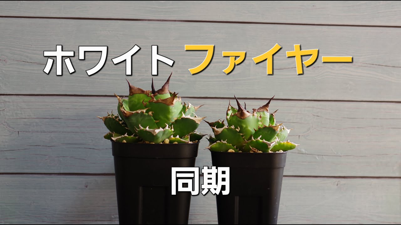 アガベを見るだけ！ 雑談 ♯41 ホワイトファイヤー　白炎　白火焔