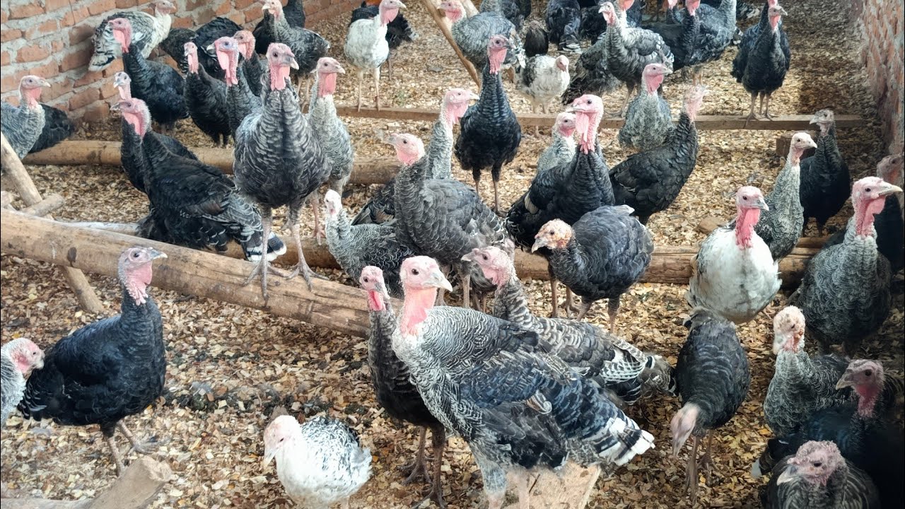 (A must see for everyone) How to farm wealth from scratch ##
