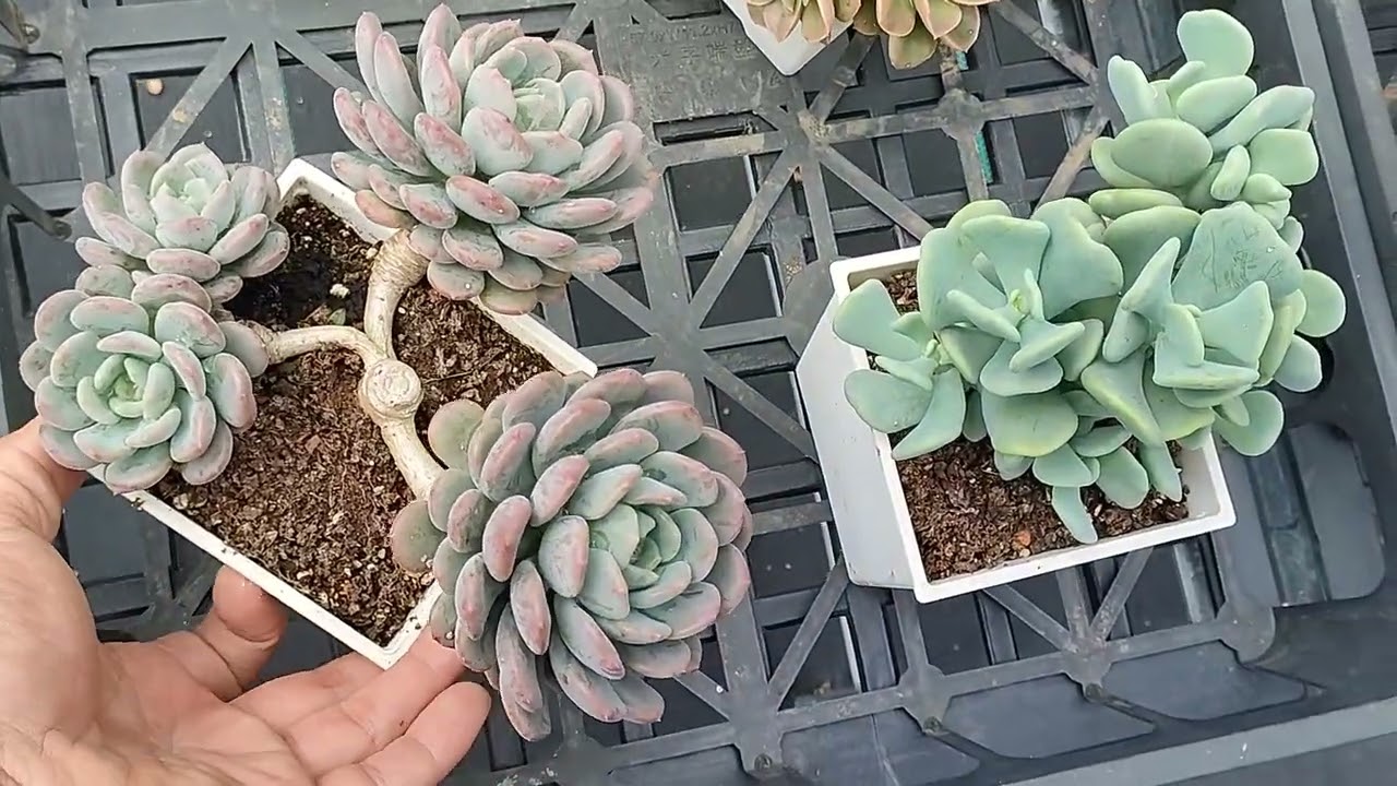 陶器園 20260311 多肉植物一物一拍 約下午5點統一蝦皮上架