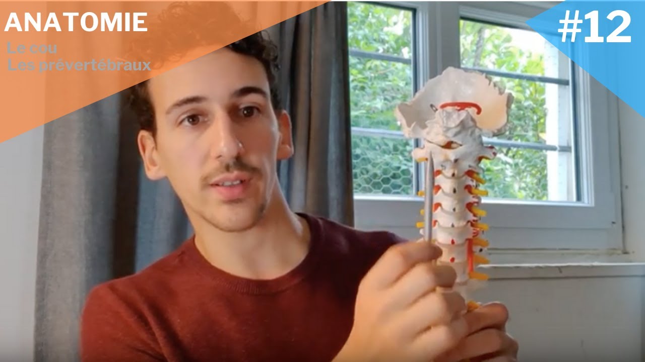 Myologie #12 : Les prévertébraux