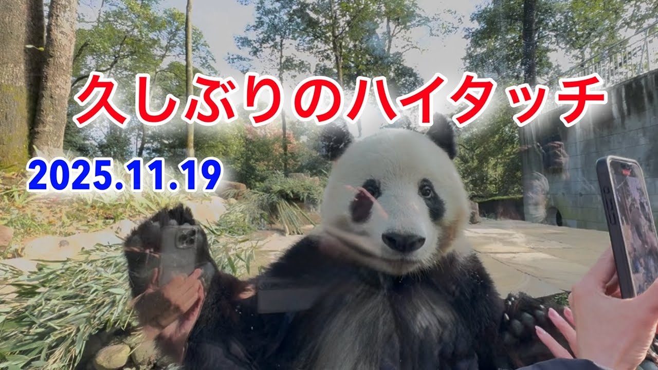 2025.11.19 久しぶりのハイタッチ　#シャンシャン 