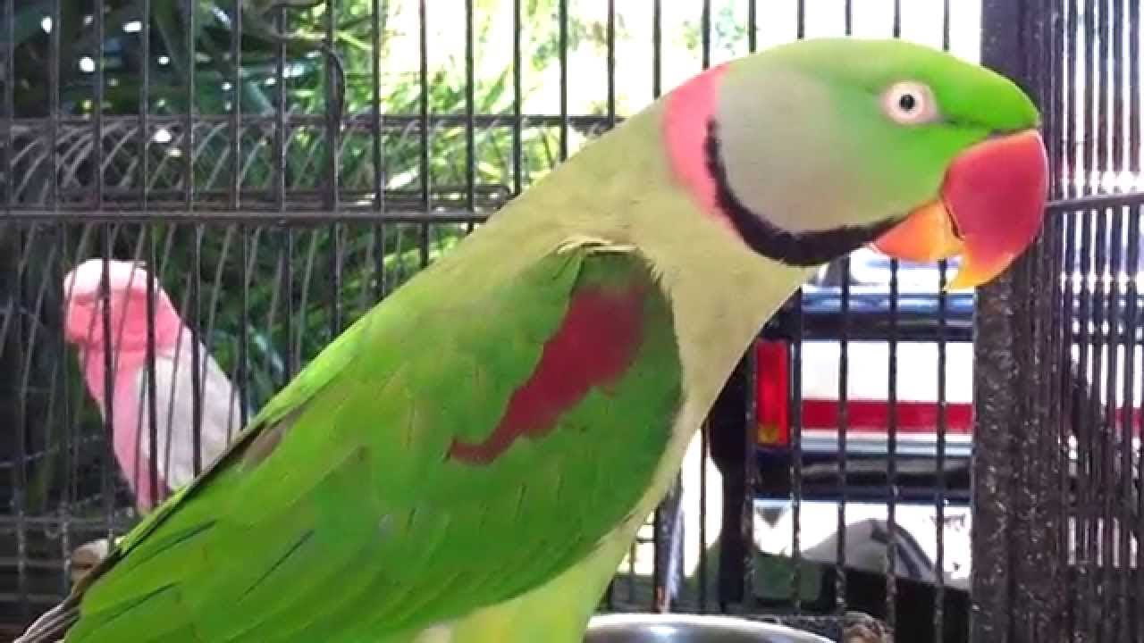 Amazing Pakistani Parrot Talking | Parrot Talking 