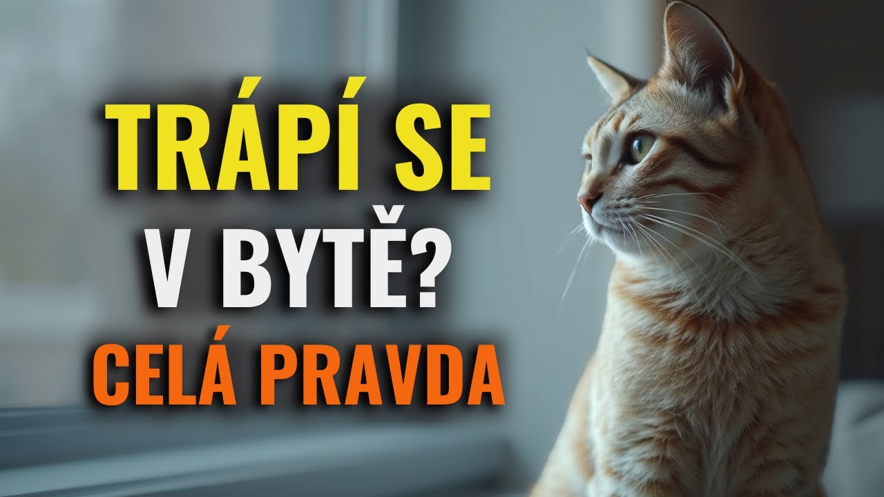 Trápí se vaše kočka v bytě? Tohle vám nikdo neřekl