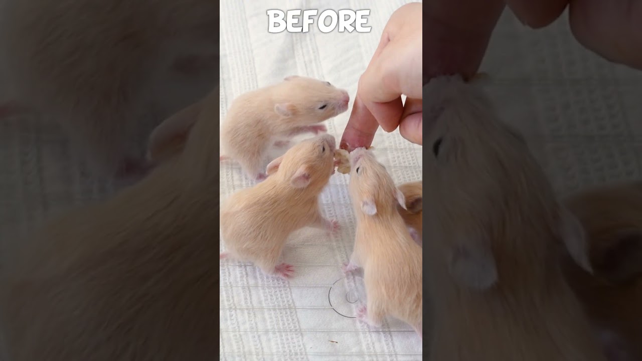 Let's GROW!!!!! #hamster #kumaqq #pets #animals #funny