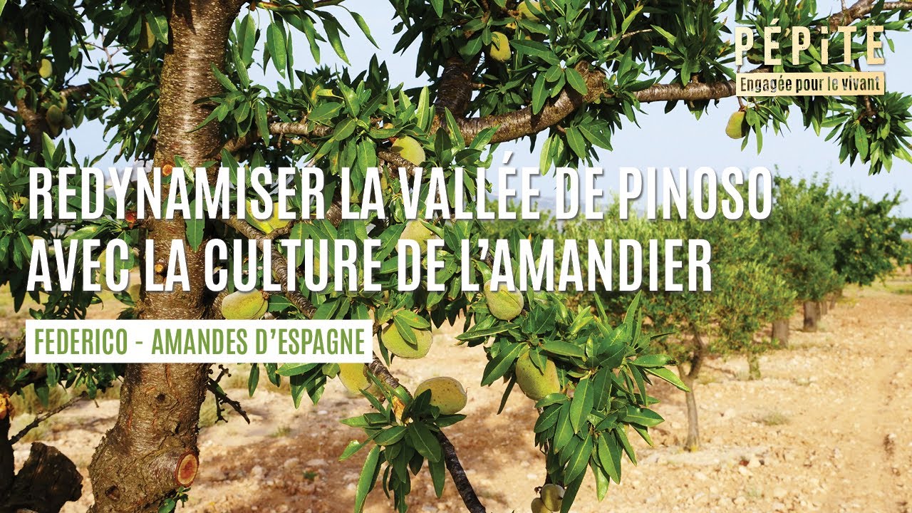 Federico, producteur d'amandes en Espagne