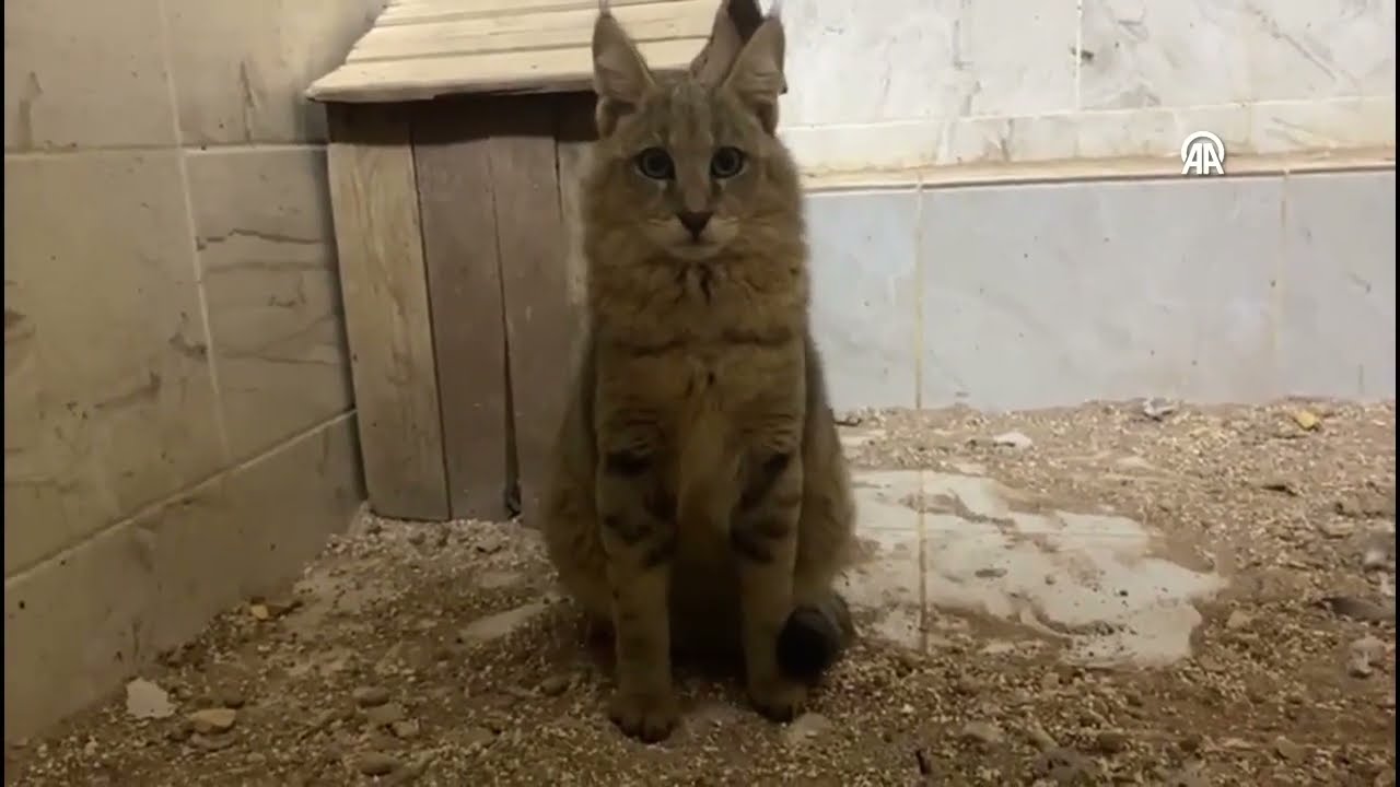 Minik saz kedisi doğadaki yuvasına d&ouml;nd&uuml;