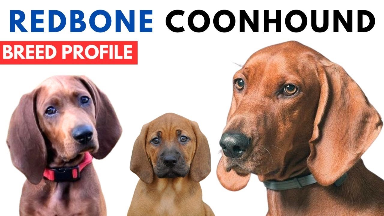 Redbone Coonhound Breed Profile History - Price - Traits - Grooming Needs - Lifespan