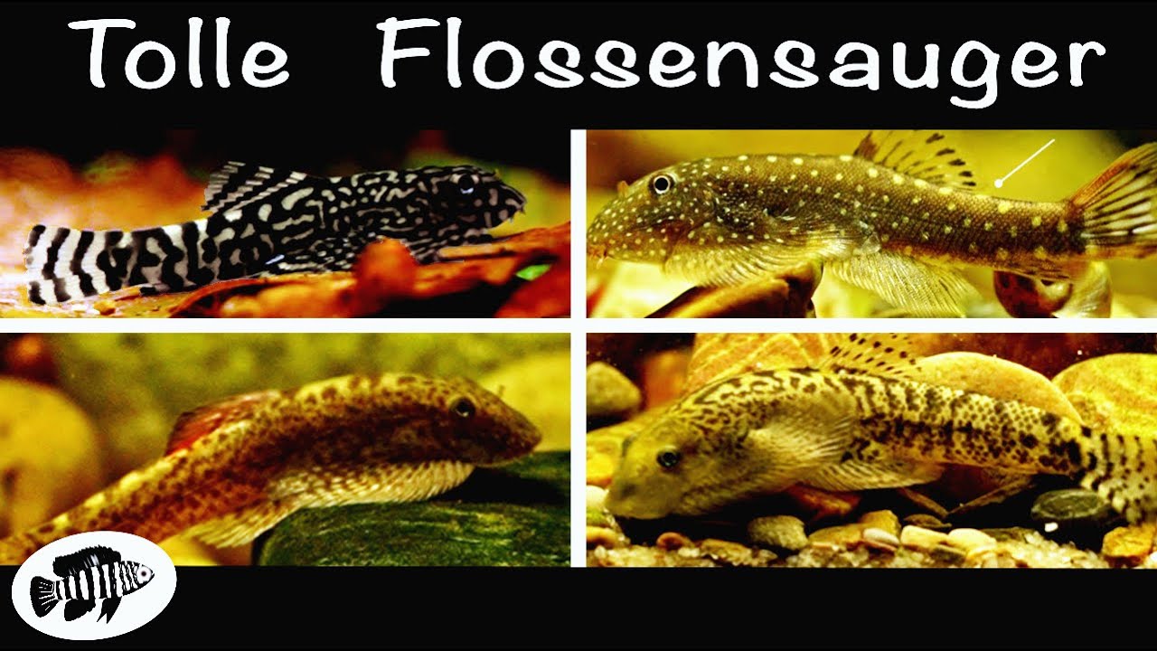 Einfach Flossensauger im Aquarium halten