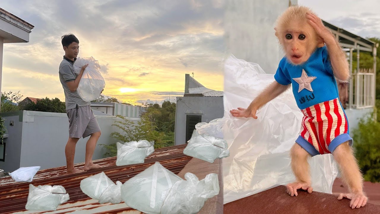 Baby Monkey Lulu Feels Safe Thanks to Dad’s Clever Storm Plan!