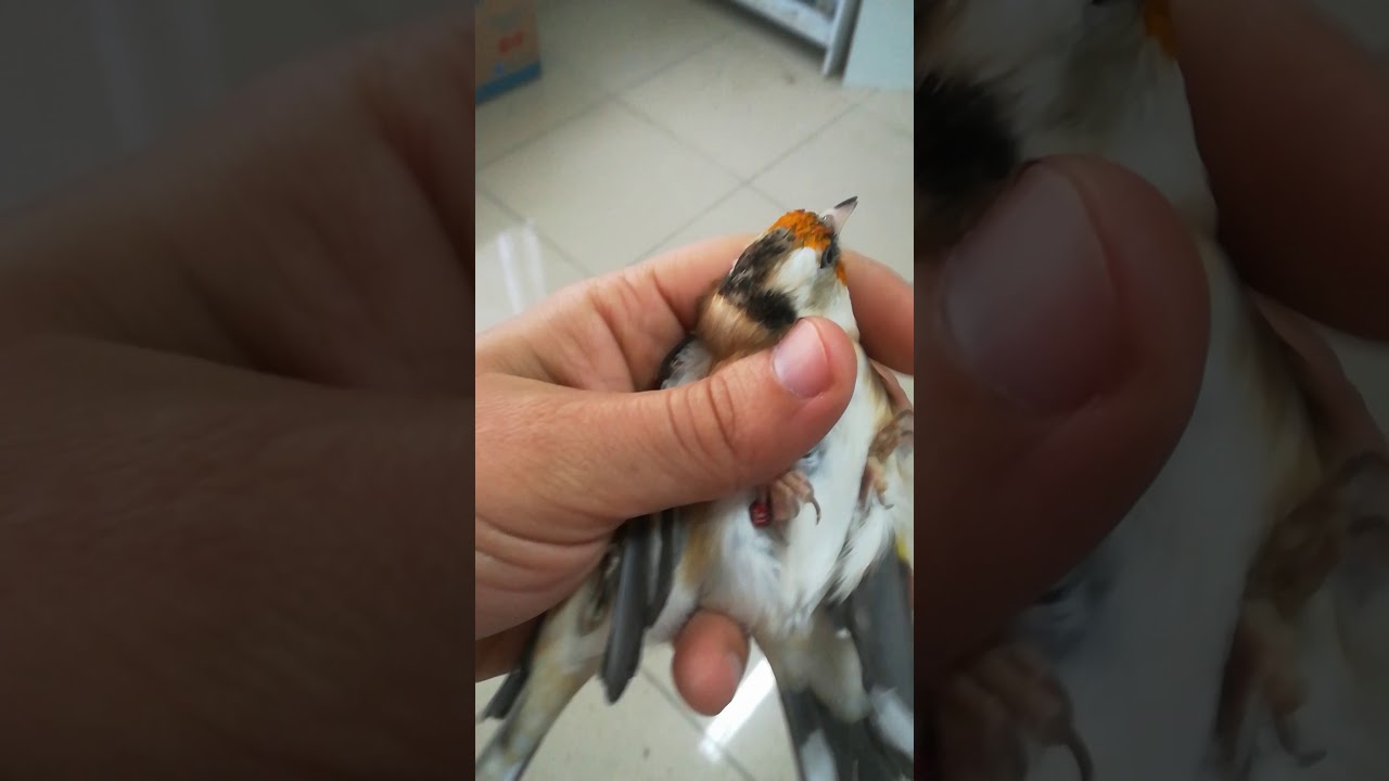 Akgerdan dogadan ve yurtdışı &uuml;retimini devam ettirdigim kus farkı chardonneret  jiguero goldfinch