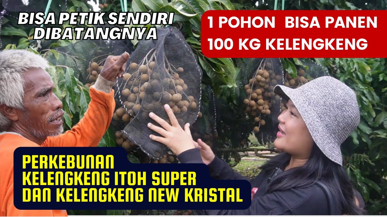 PERKEBUNAN KELENGKENG ITOH SUPER DAN KELENGKENG NEW KRISTAL - BUAH KELENGKENG CEPAT BERBUAH