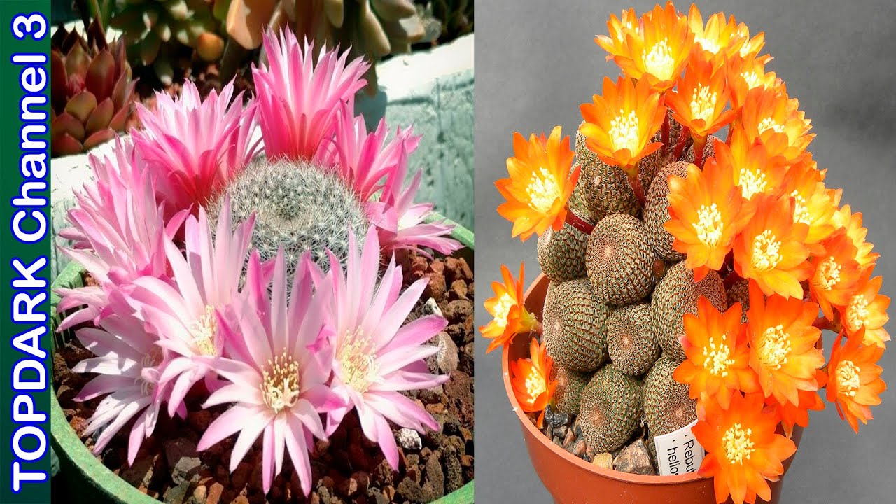 10 Lindas variedades de Rebutia