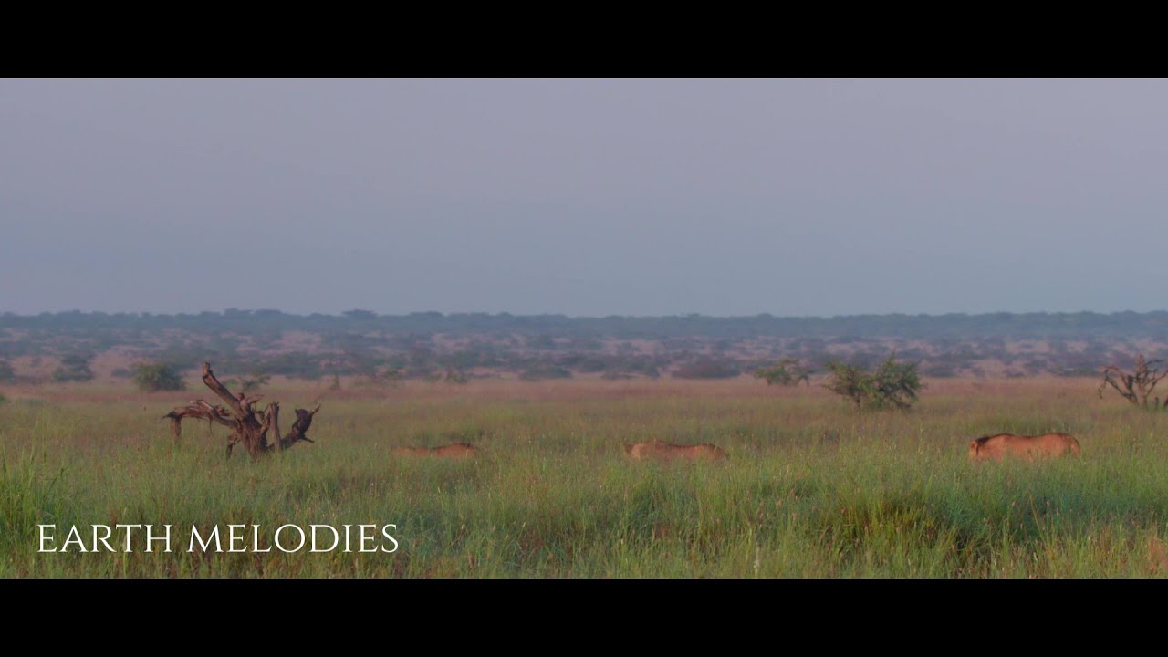 Earth Melodies - Ekaterina Shelehova (MV Edit)