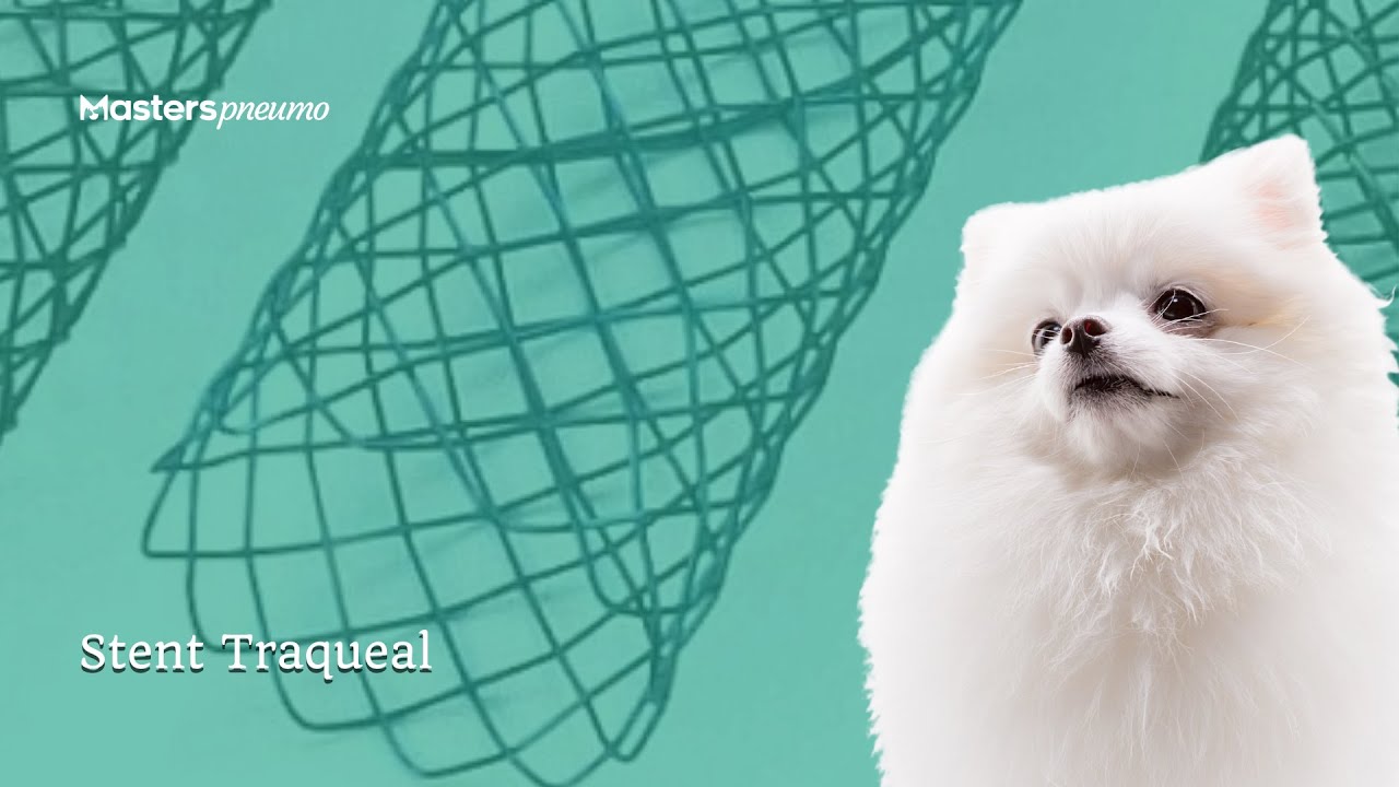 Stent de Traqueia em cães - Stent Traqueal - Pneumologia Veterinária