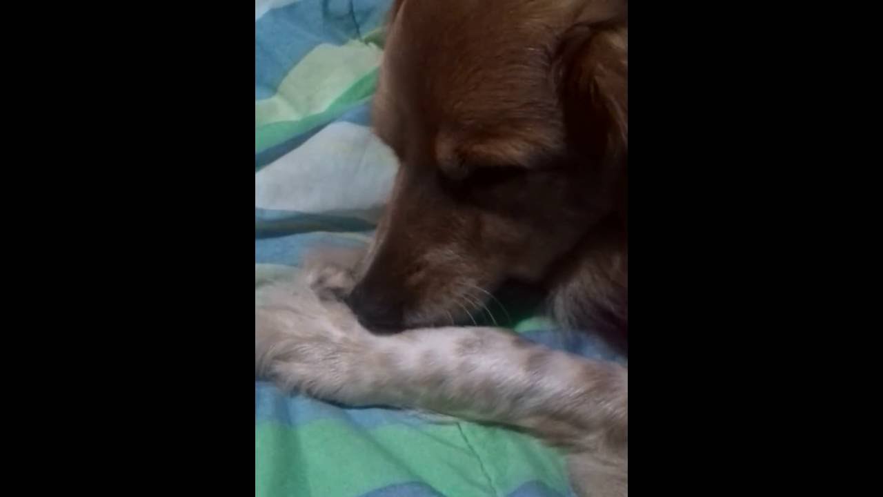 my dog bites nails