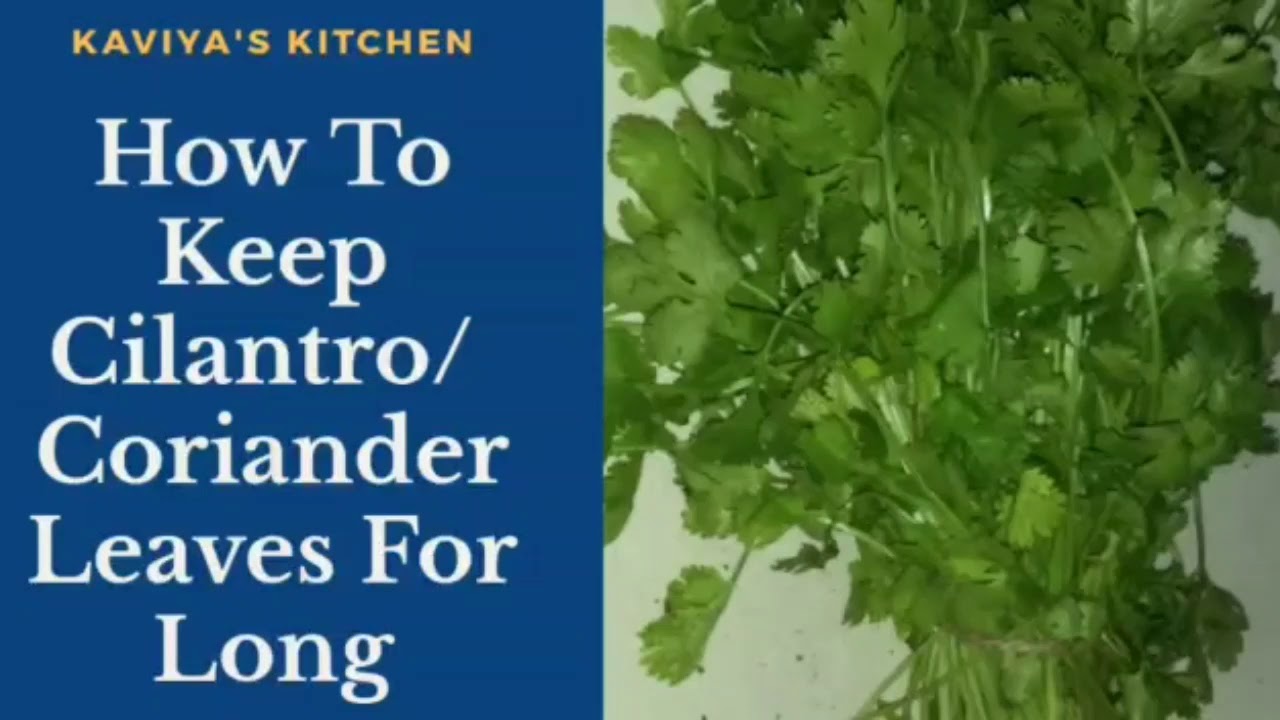 Cilantro Saving Tips ||  How to store Coriander leaves fresh and green for weeks? || Kitchen Tips