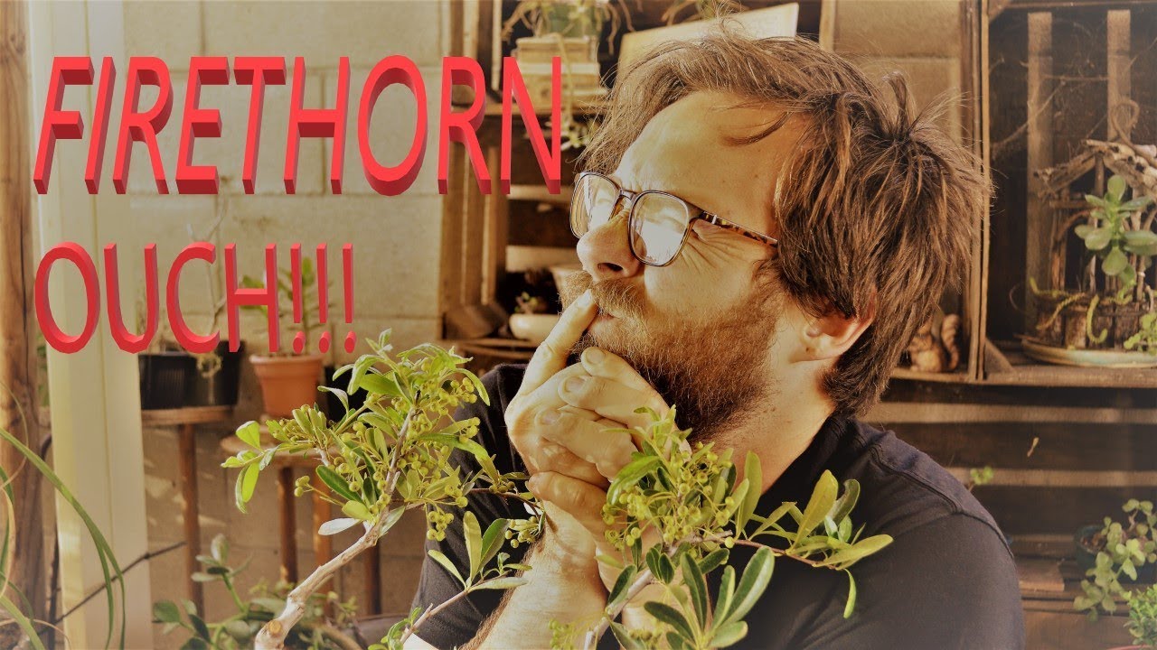 THORNS OF FIRE!!! - Showing You Some Firethorn Projects
