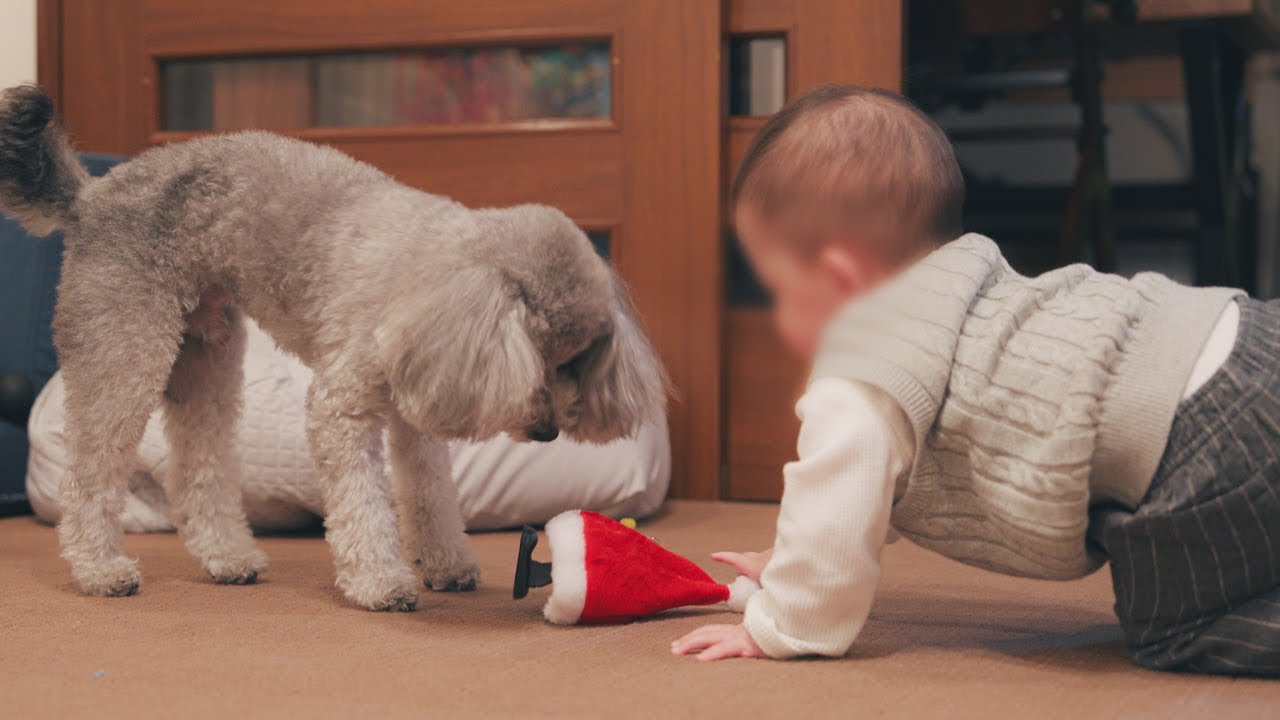【クリスマス】0歳児の赤ちゃんにおもちゃの遊び方を教えるトイプードル