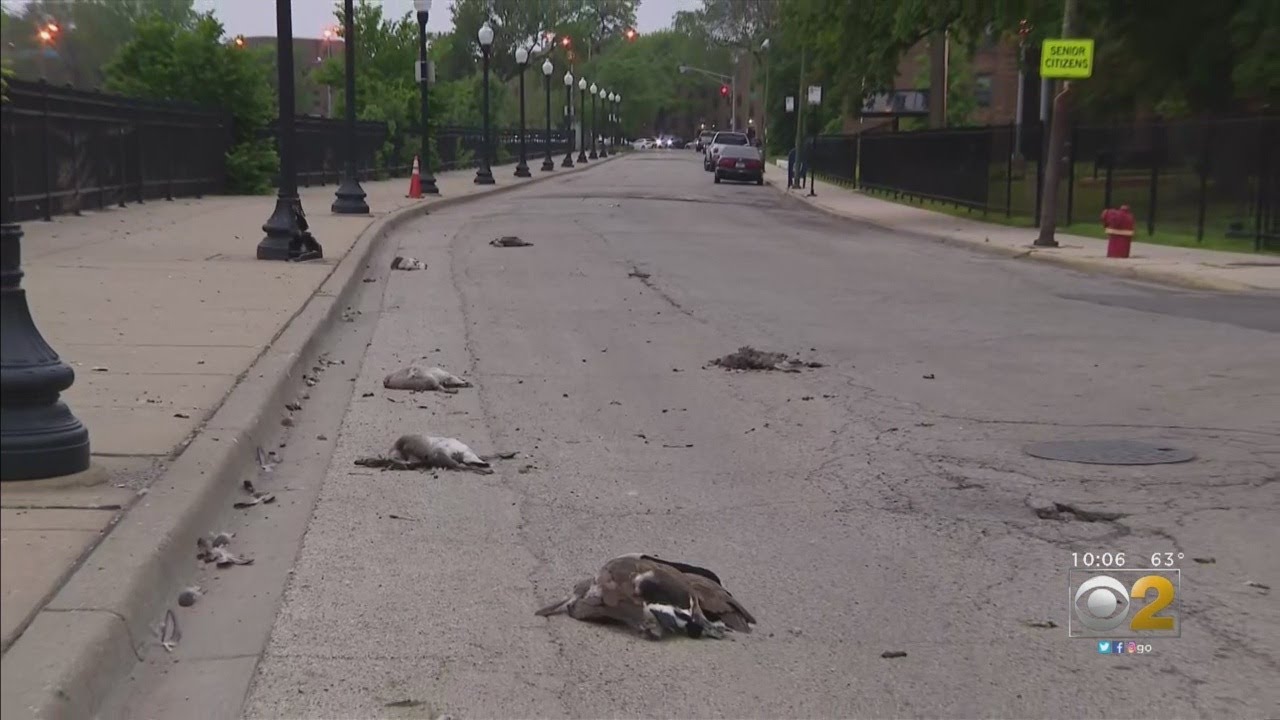 Man Who Hit And Killed A Family Of Geese Says His Brakes Were Malfunctioning