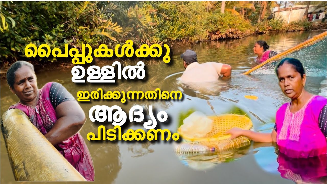 നമ്മളിറങ്ങിയപ്പോയേക്കും മീനുകൾ നെട്ടോട്ടം ഓടി തുടങ്ങി #food #petshub #fishing #fishrecipes 