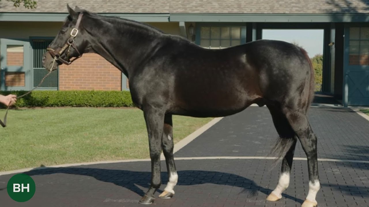 ICONS: Medaglia d'Oro