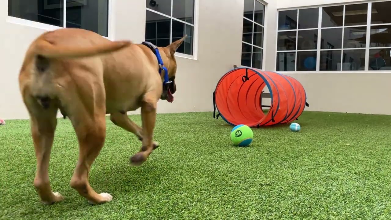 Francine 712606Video