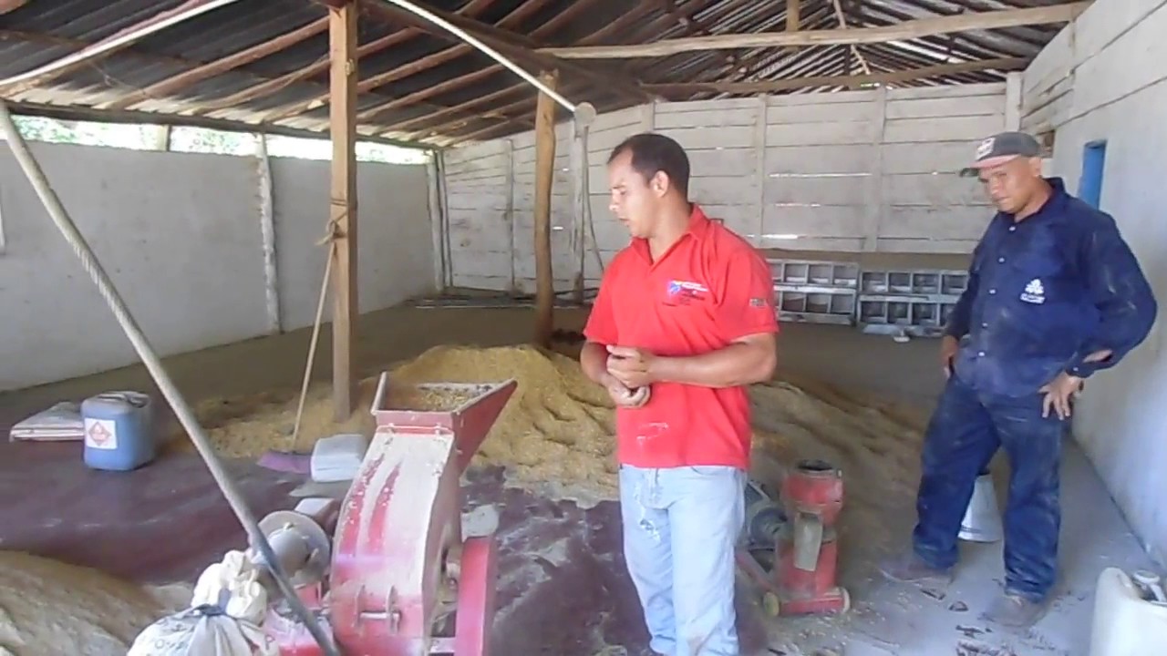 Fabricación de concentrados (peles) de tithonia y morera