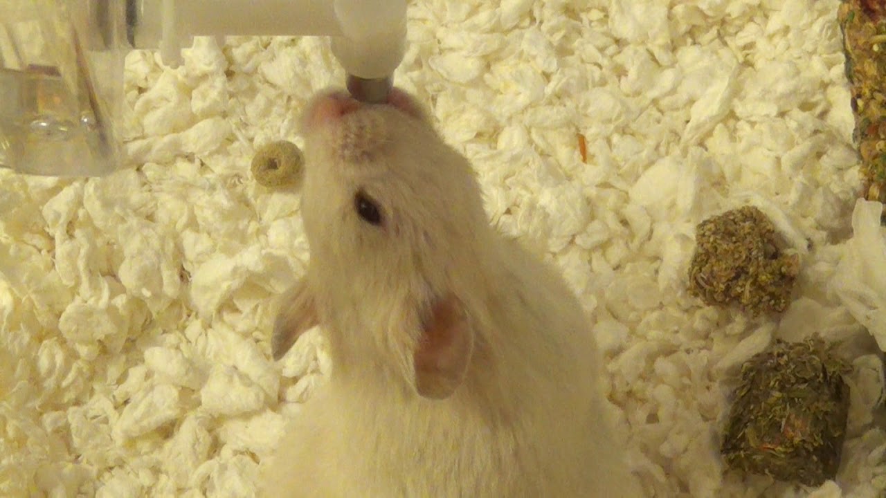 T&ouml;rstig guldhamster