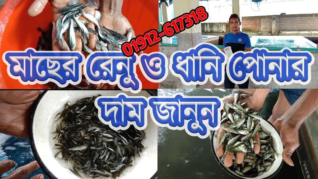 মাছের রেনু ও ধানি পোনার দাম জানুন || পোনা কোথায় পাবেন