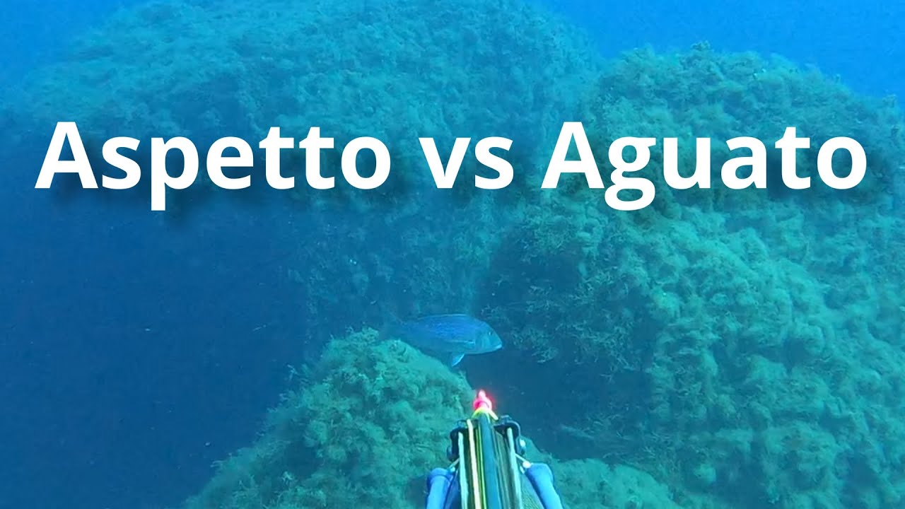 Aspetto vs Aguato - Spearfishing Malta
