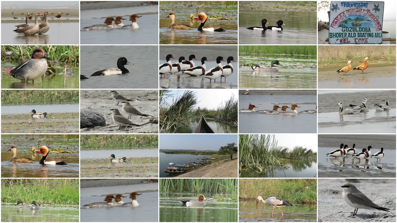 Gajoldoba Birding- Magnificent Birds of Gajoldoba- Teesta Barrage, W.Bengal, India
