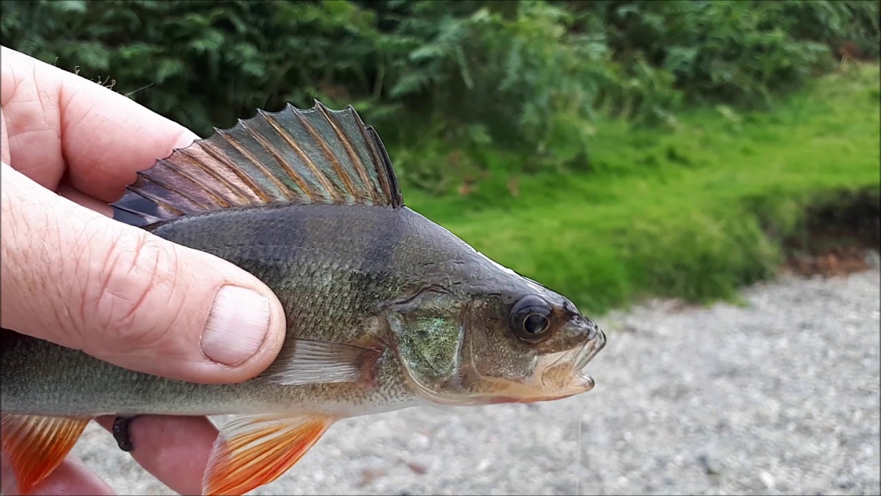 Ullswater wild camp with some fishing