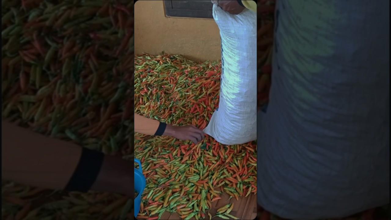 Cabai jenis rawit japlak viral #cabai #agriculture #cabaimerah #farming