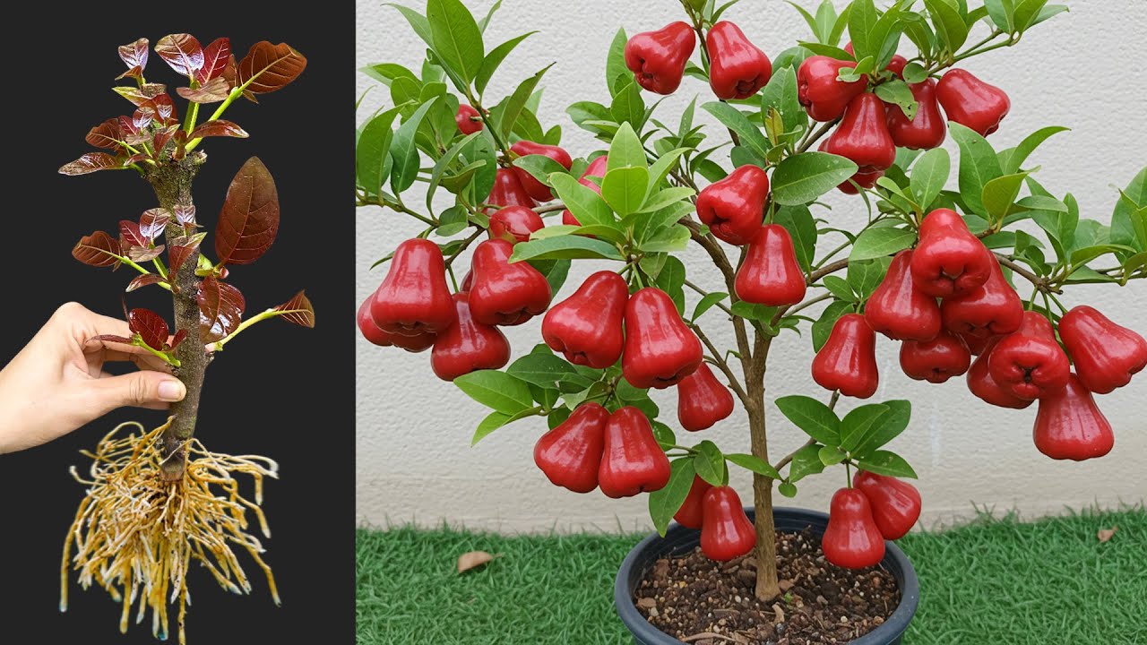 Technique For Grafting Java Apple Tree Growing fast use aloe vera _ How to grow java apple tree