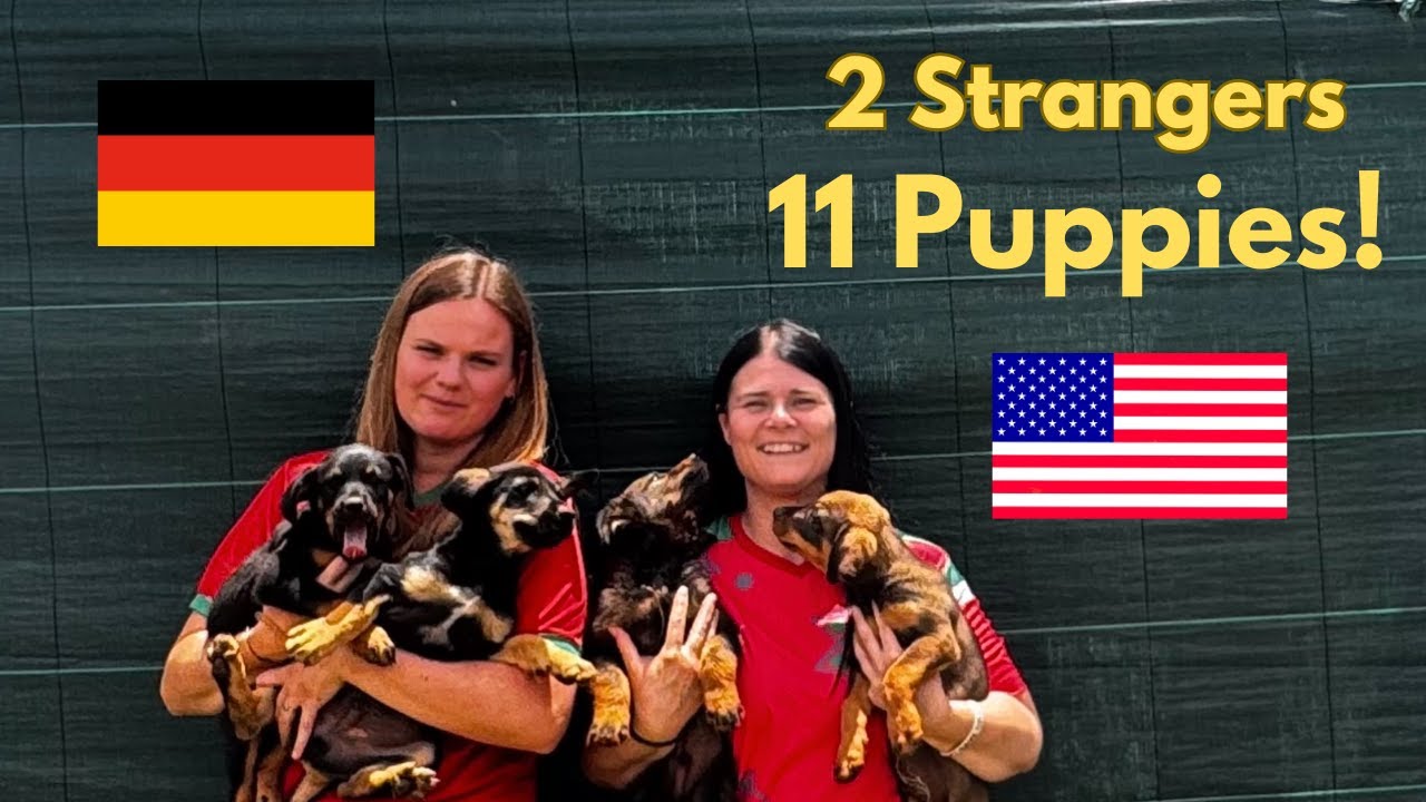 American Meets German Woman in Morocco with 11 Puppies! 🐶🇩🇪🇲🇦
