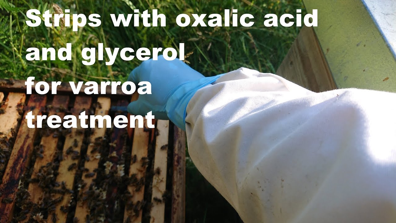 Paperboard strips with oxalic acid and glycerol for varroa treatment