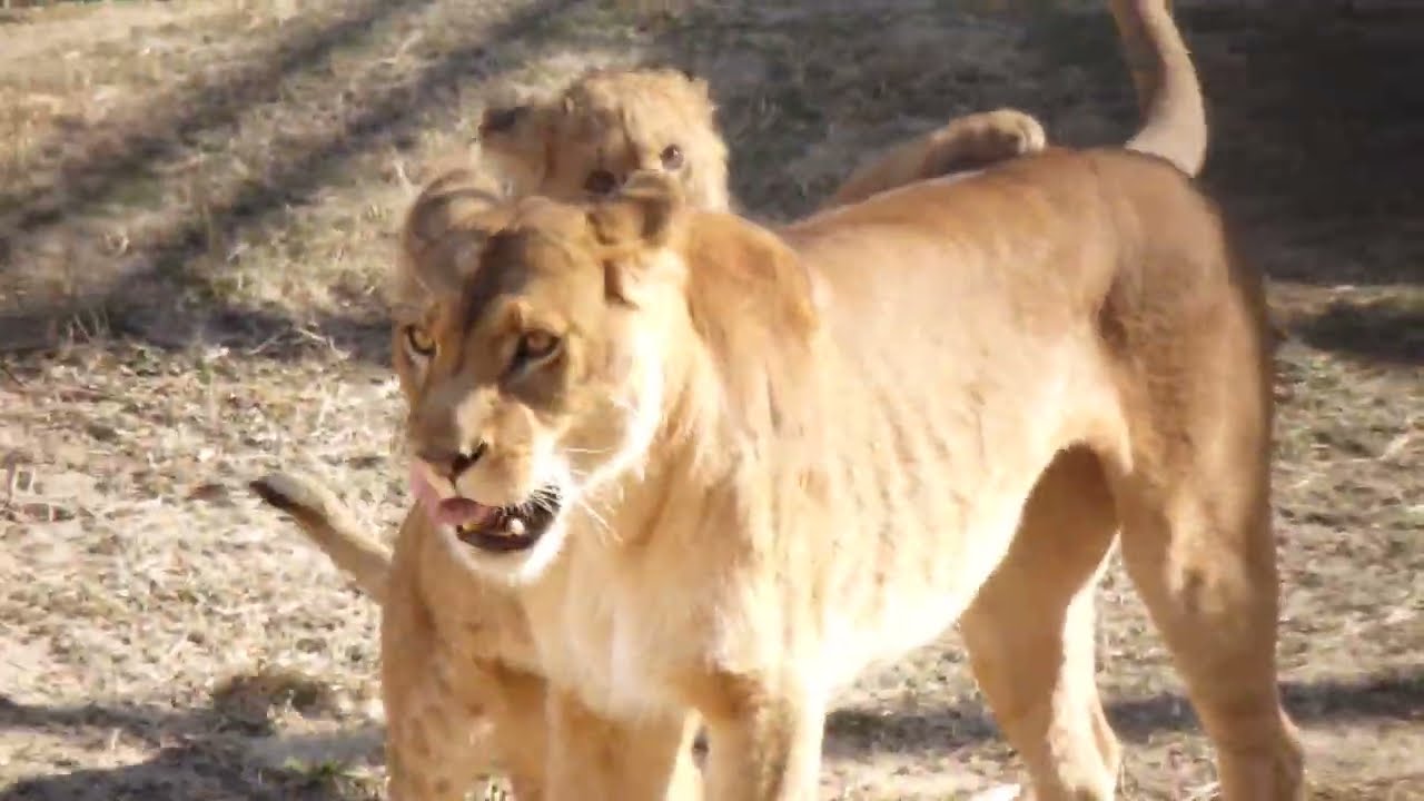 2026.1.31(土)のライオン　のんほいパーク