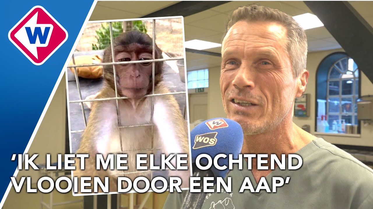 Deze dierenarts werd ingezet tegen apenoverlast in Thailand