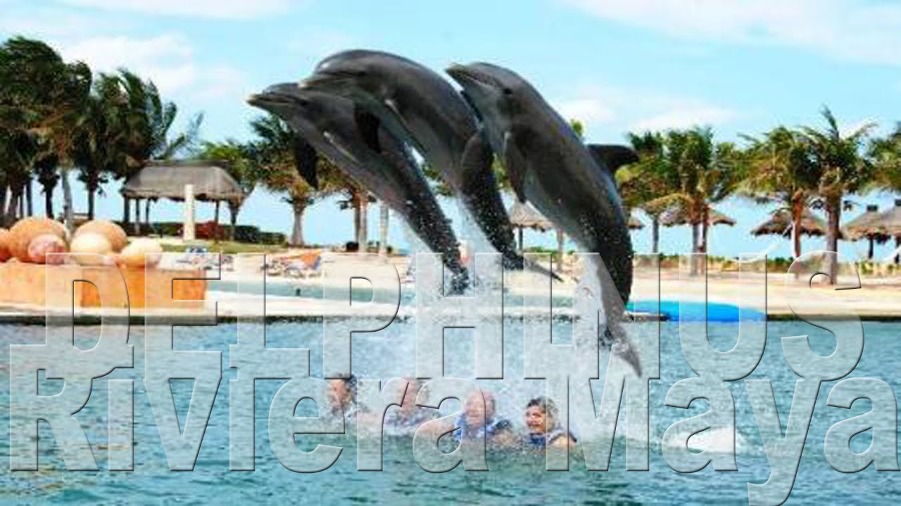 Delphinus  Riviera Maya