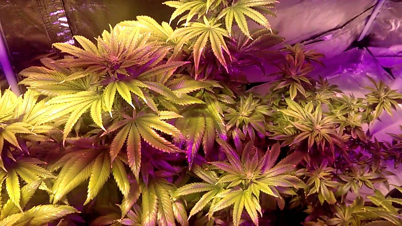King plus led