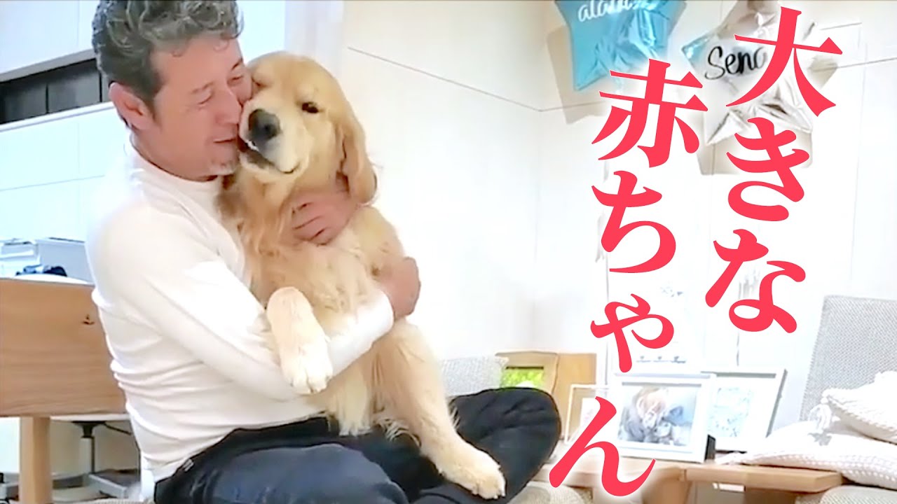 見ているだけで、幸せな気持ちになれるゴールデンレトリーバーたち…♡