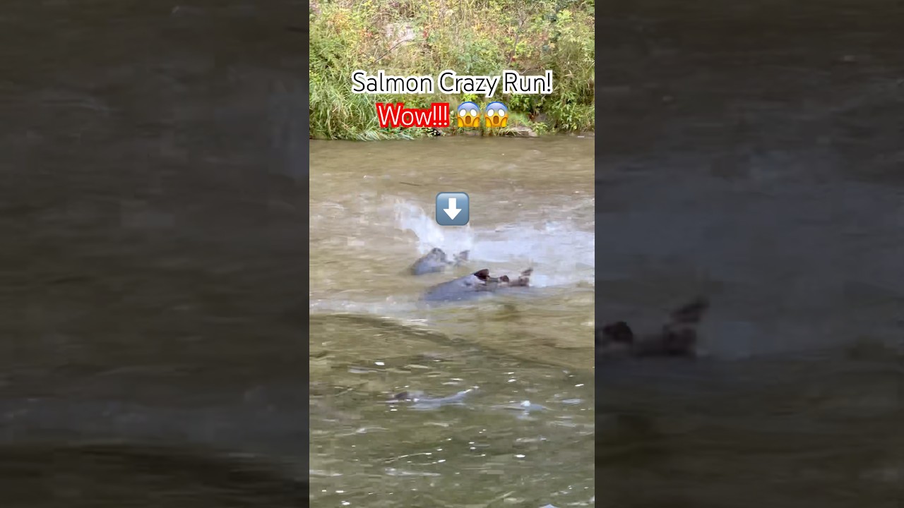 SALMON WILD RUNS! 😱 #nhedtv