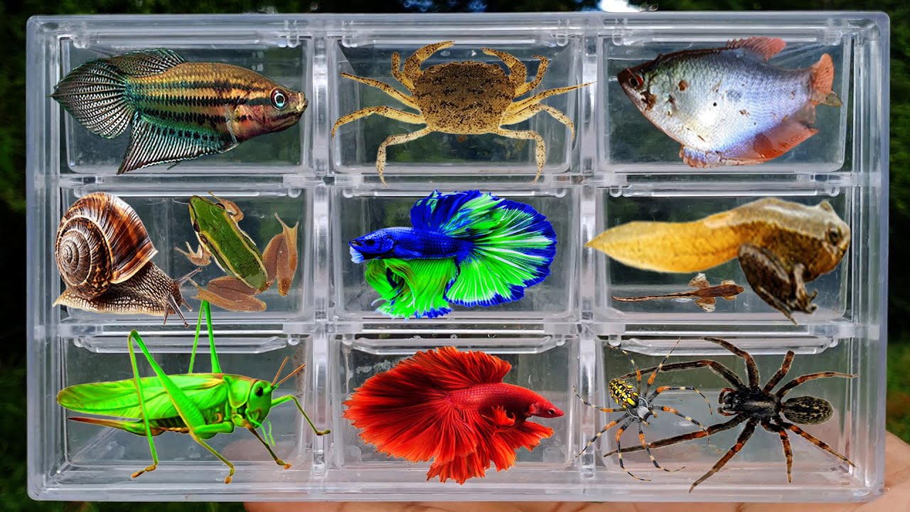 I Catching insect by countryside, I got Betta fish, spider, snail, frog, grasshopper, crab