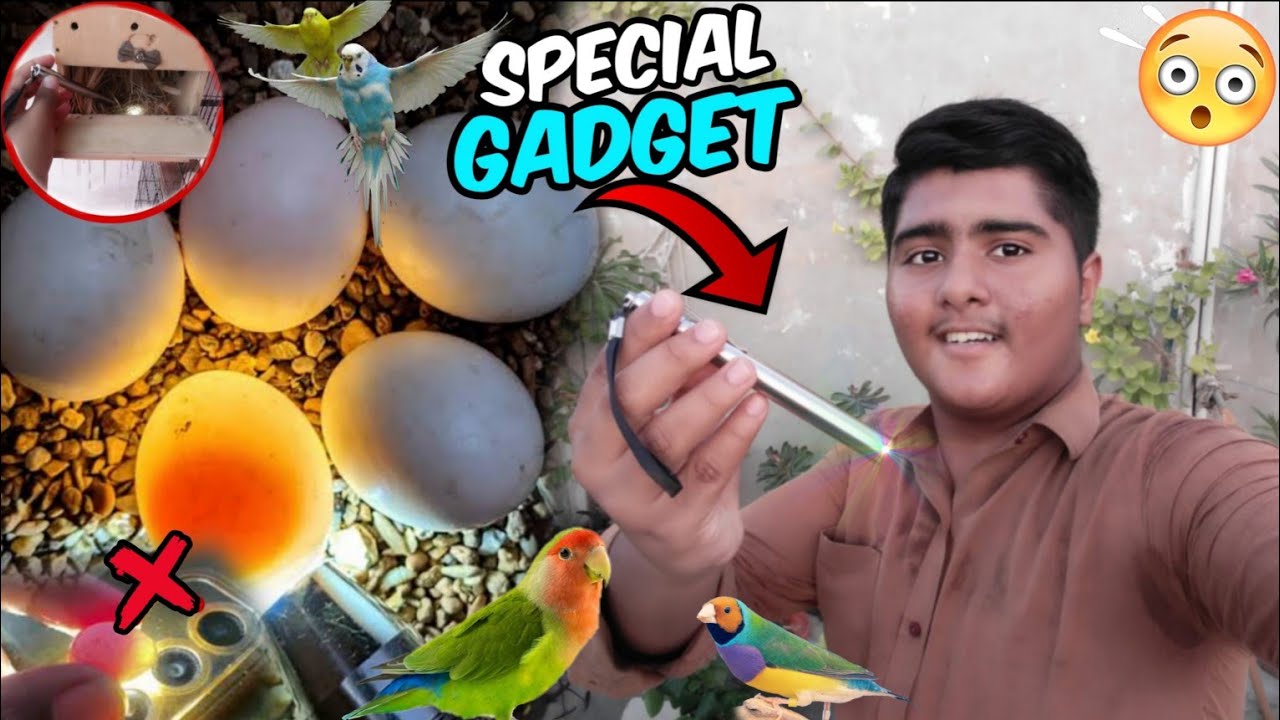Ye Konsa Unique Gadget Mangwalia Birds Ke Lye? 🦜🤔 |How to candling birds egg| 🐣 |Unique Birds Vlog|
