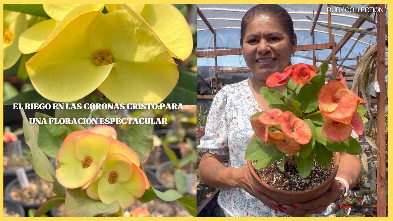 EL RIEGO EN LAS CORONAS CRISTO:PARA UNA FLORACION ESPECTACULAR