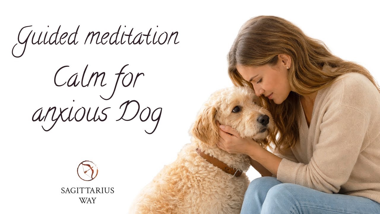 Calm Your Anxious Dog  Sacred Circle Meditation for Dogs + Guardians 