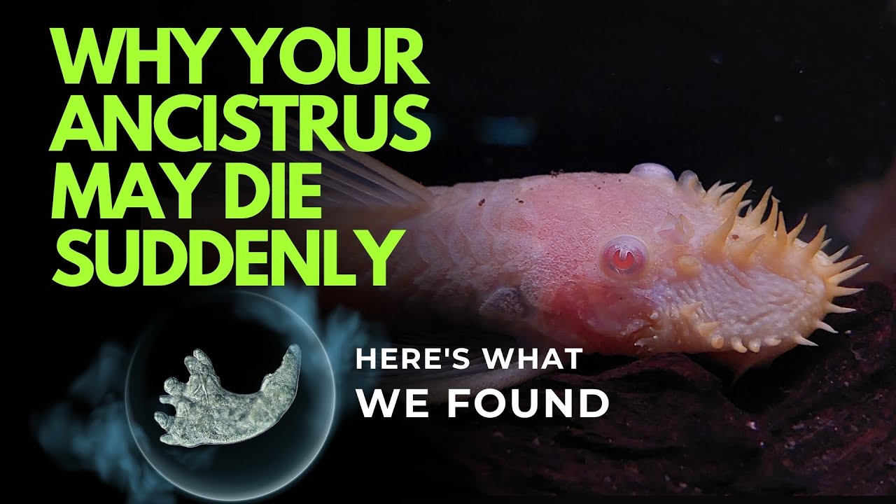 Why Your Ancistrus May Die Suddenly. Here's What We Found