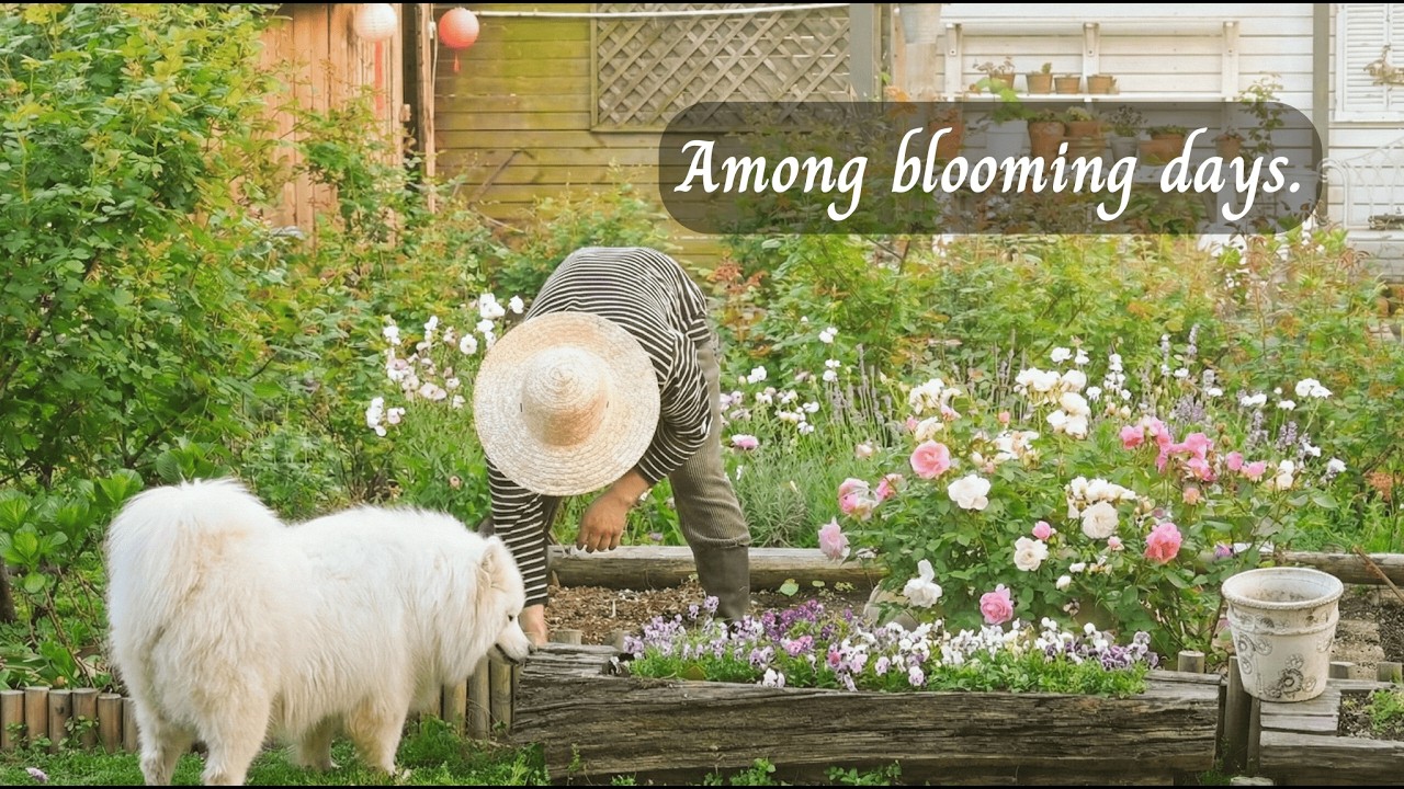 【Life, Slowly — Countryside】 Among blooming days. — (Relaxing Playlist Music for Stress Relief)