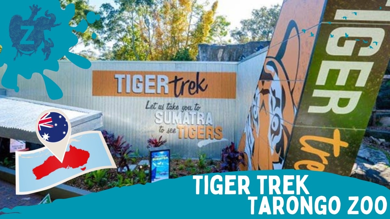 Dit maakt Tiger Track in Taronga Zoo zo bijzonder