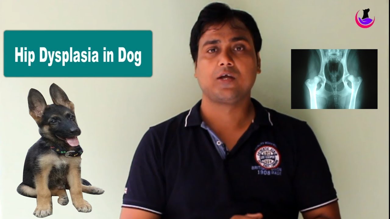 Hip Dysplasia in dogs: Influencing Factors ( Hindi )
